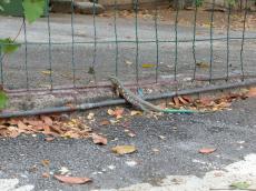Jacco lizard fence curacua sunny