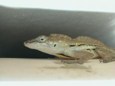 jacco curacao nature animals land lizzard