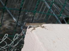 jacco curacao nature animals land lizzard