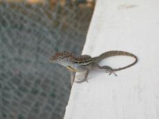 salamder gecko reptile reptillian scales tail claws claw pattern green lizzard