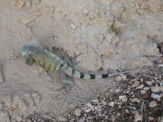 nature animals land jacco curacao lizzard iguana