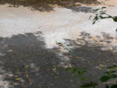 nature animals land lizzard jacco