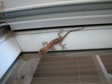 jacco lizard lizzard green scales gecko windowpane red