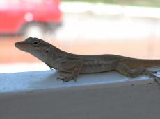 jacco curacao nature animals land lizzard