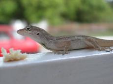 jacco curacao nature animals land lizzard