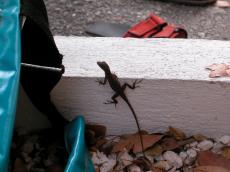 jacco curacao lizzard animals land