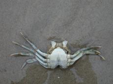 crab swimming on his back on beach shore sand