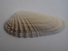 nature animals sea shell macro white