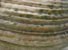 shell seashell rib ribs ribbed groove grooves hard stonelike defense brown stripes