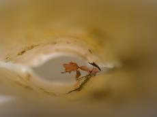 inner pipe leaf cockel snail sea under water small shell