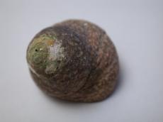 snail shell hard fossil fossilized brown round rough