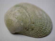 nature animals sea shell macro white