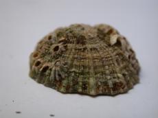 nature animals sea shell front macro texture