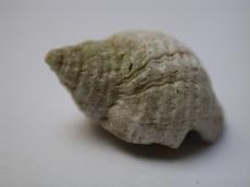 shell seashell hard rough rounded round grey