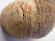 nature  animals  sea  shell  snail  side  macro  texture