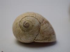 nature animals sea shell snail front spiral
