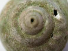 shell snail conk hard shelllike shell-like rond circle