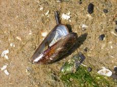 shell mussel cockle seaanimal sea-animal beached empty opened hard