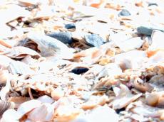 shells beach crushed