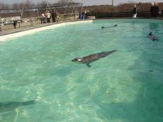 leonievdgulik seal ecomare texel seals swimming bath pool