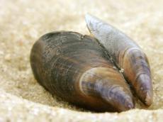 shell shells clamps clamp sand beach sea animal