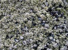 seaweed seapocks rock white life