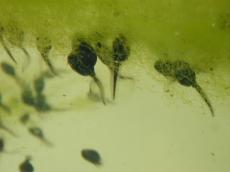 spawn goo nature animals water tadpole tadpoles