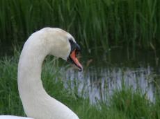 swan nature animals birds beak donze feathers head texture fur