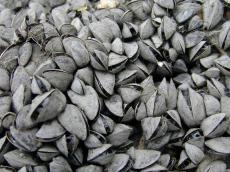 mussel mussels shell shells freshwater nature animals sea