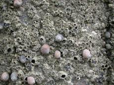 coral shell shells sea seashell seashells debris