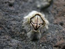 sea pock creature ocean life