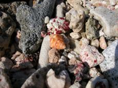 macro nature animals sea shell rock grounds