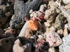 jacco shell seashell seashells conker round pearl brown orange reef