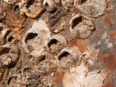 shell shells seashell seashells brown dry on land dried fossil fossils jacco
