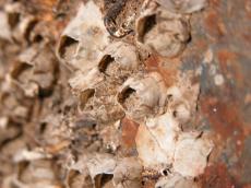 dry dried shell shells seashell seashells brown dust grit sand broken