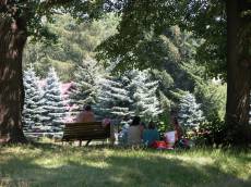 swiss alps family picnick picnicking bench trees forest