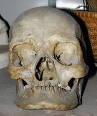 human skull head skelleton dead front