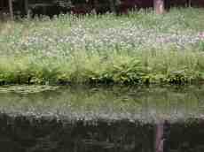 nature elements water moat plants fern ferns summer