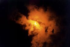 eclips sun moon cloud dark black white 3/4 orange yellow bird silhouette flying