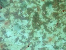 water green pool dirt