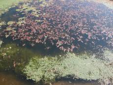 pond water algae leaves