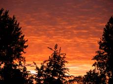fireinthesky silhouette tree trees nature elements cloud clouds sunrise sunset dusk dawn