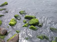 water nature elements waves rock rocks boulders boulder algae seaweed