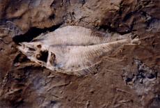 fossil fish stone petrified fossilized aquatic stoned prehistoric animal bones skeleton fishbone bones bone