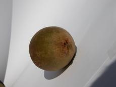 nature food fruit kiwi texture oval