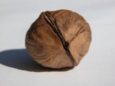 nut walnut front texture macro nature food fruits nut walnut front texture macro nature food fruits