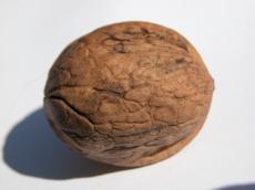 walnut nut bron