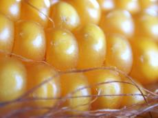 corn mais ma&iuml;s yellow pod pods cob closeup yellow gold golden