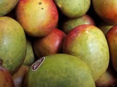 food fruit mango green red purple pile oval