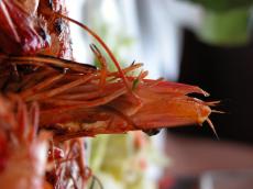 food root goo rubble unidentifiedfood uff orange